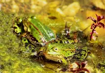 der Rivale will mitmischen_smaller.webp