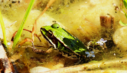 youngster 3 cm_smaller.webp