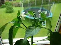 Paprika_Fensterbank_28052012.webp