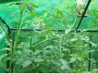schiefe Tomate.webp