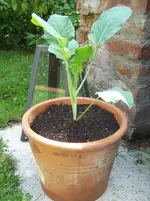 Romanesco im Topf.webp