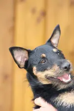 Branko (1).webp