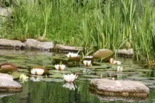 Seerosen (1).webp