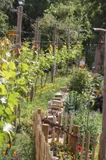 Weingarten (2).webp