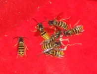 DSC08475_kl.webp