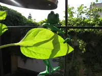 Dackel Frosch beim Surfen.webp