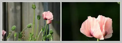 Mohn rosa-tile.webp