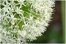 allium 7.webp