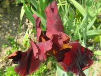 IMG_play with fire_800x600.webp