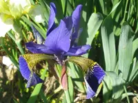 IMG_sibirische_800x600.webp