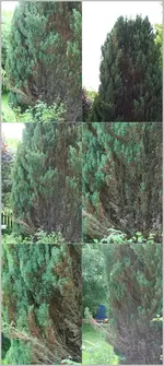 Konifere Thuja.webp