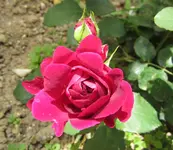 FB Munstead Wood.webp
