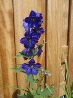 FB Rittersporn.webp