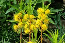 blühender Sumpfgoldfelberich.2JPG_smaller.webp