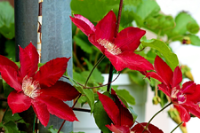 Rebecca strahlend_smaller.webp