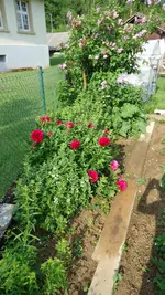 DSC01363.webp