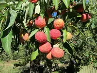 Erdbeerbaum (1).webp