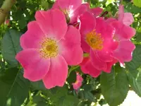 134.webp