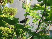 Amsel Feige 100_0970 (Medium).webp