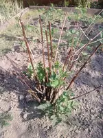P280512_17.13.webp