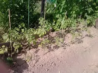 P280512_16.11.webp