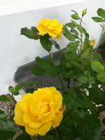 gelbe Kübelrose 2.webp