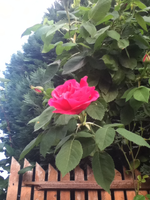 die Kletterrose pink.webp
