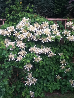 Kletterhortensie.webp