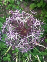Allium.webp