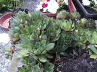 BILD1465.webp