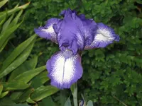 Iris 'Arctic Fancy'.webp
