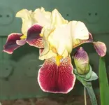Iris ``Repartee.webp