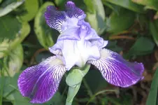 Iris spectabilis - Weinbergiris.webp