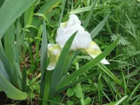 Nana Iris 'Sea Monster'.webp
