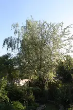 IMG_1785.webp