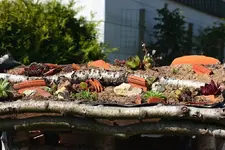 bepflanztes Vogelhausdach links_smaller.webp