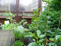 Beet 100_0955 (Medium).webp