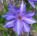 Clematis, 29.05.12.webp