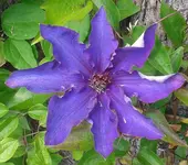 Clematis1, 29.05.12.webp