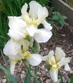 Iris2, 29.05.12.webp