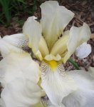 Iris1, 29.05.12.jpg