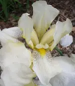 Iris1, 29.05.12.webp