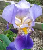 Iris, 29.05.12.webp