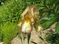 IMG_bonanza_800x600.webp