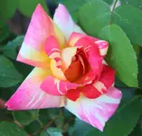 Caribia 120528.webp