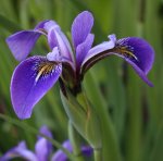 Iris 120528.jpg