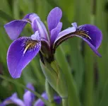 Iris 120528.webp