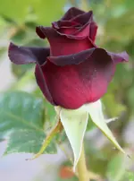 Baccara 120528.webp