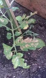 Matina Oberseite.webp