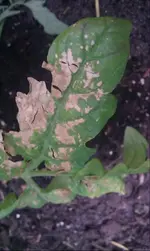 Matina Oberseite groß.webp